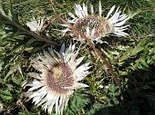 02 Carlina bianca (Carlina acaulis)